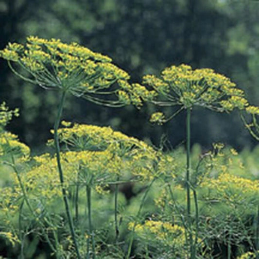 Mammoth Long Island Dill Seeds - Heirloom, NON-GMO, Leafy Foliage, Anethum graveolens - Gardening Supplies