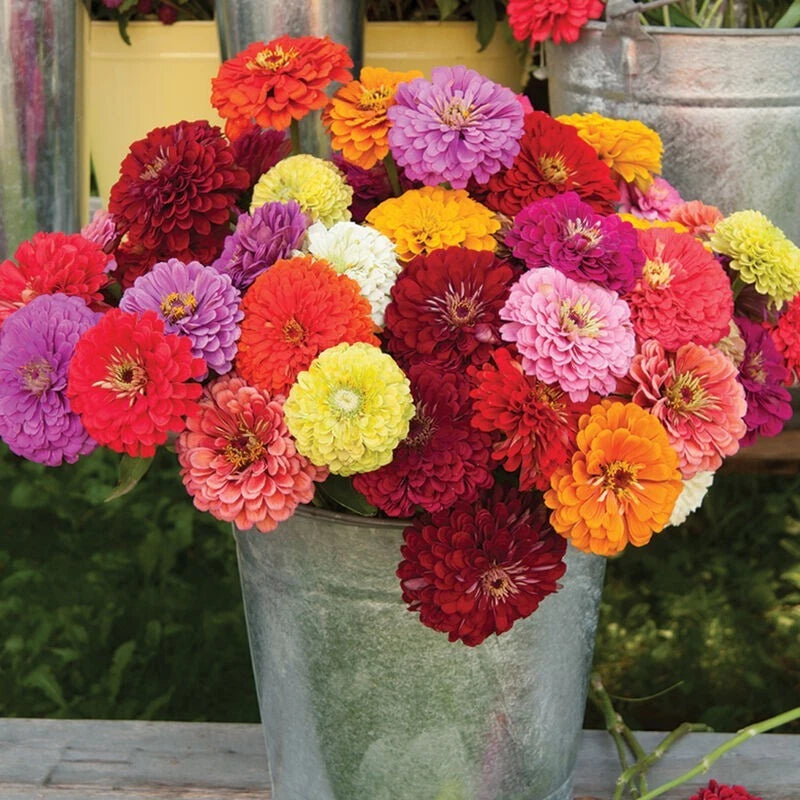 Benary Mix Zinnia Seeds - 100+ Pack for Garden Planting - Zinnia elegans - USA Grown, Free Shipping