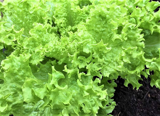 Endive Seeds 500+ Non-GMO Green Curled Ruffec - Cichorium endivia, Heirloom Vegetable Garden Seeds for Home Growing