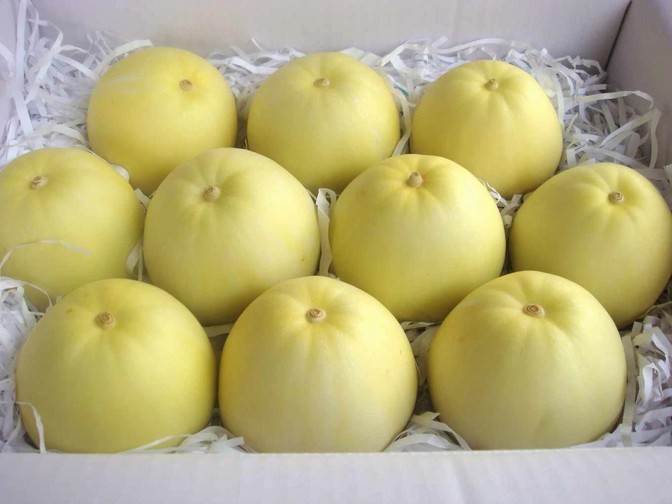 Taiwan Mini Fragrant Honeydew Melon Seeds - 25 Seeds (台湾香瓜) - Sweet, Aromatic Fruit, Perfect for Home Gardening