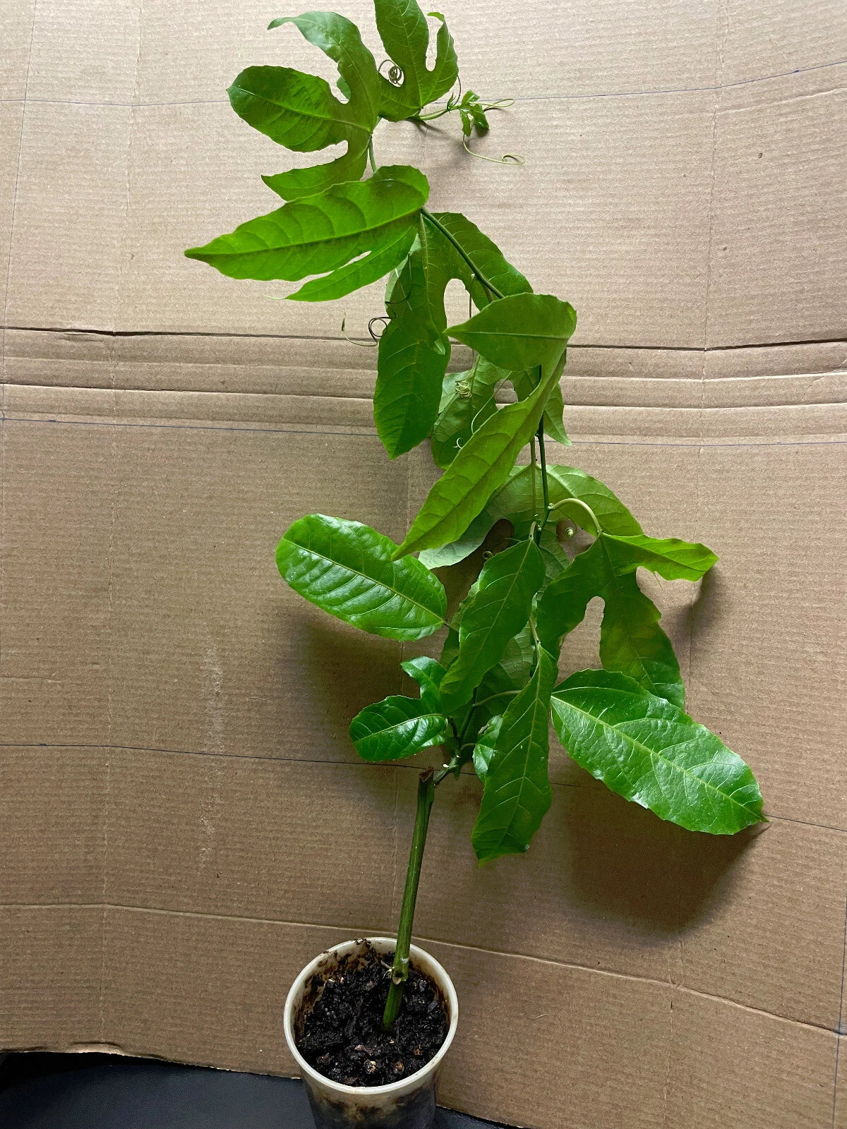 Passion Fruit Plant - Live Starter 8-12" - Passiflora edulis 'Possum Purple'