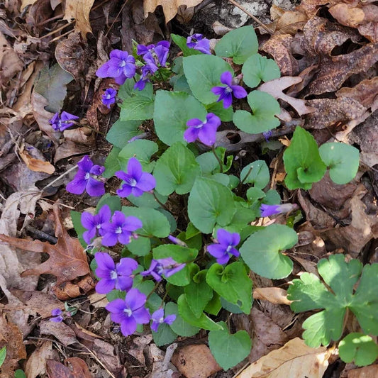 Blue Garden Violet Bare-root Bulbs | Viola rotundifolia | Perennial Flowering Plant for Gardens and Landscaping