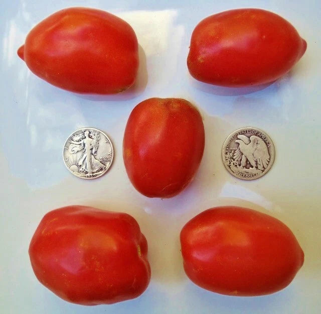 Amish Paste Tomato Seeds - Great for Sauces - 25 Count - Solanum lycopersicum
