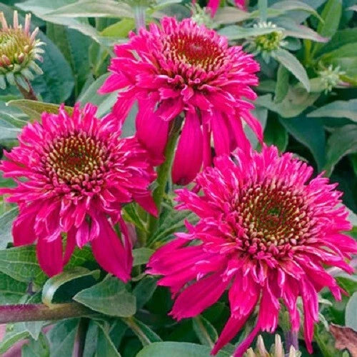 50 Double Scoop Raspberry Coneflower Seeds - Echinacea Purpurea Perennial Flower
