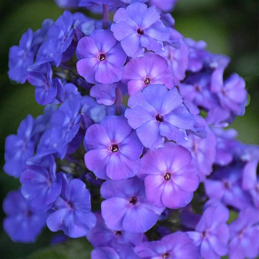 Beauty Blue Phlox Seeds - 100+ Count - Garden Planting - Phlox divaricata - USA