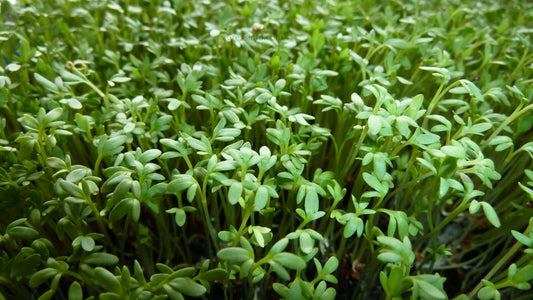 Curly Garden Cress Seeds (200 - 6400) Halim Aliv, Peppergrass Wort, Chandrashoor, Organic Herb Seeds for Garden