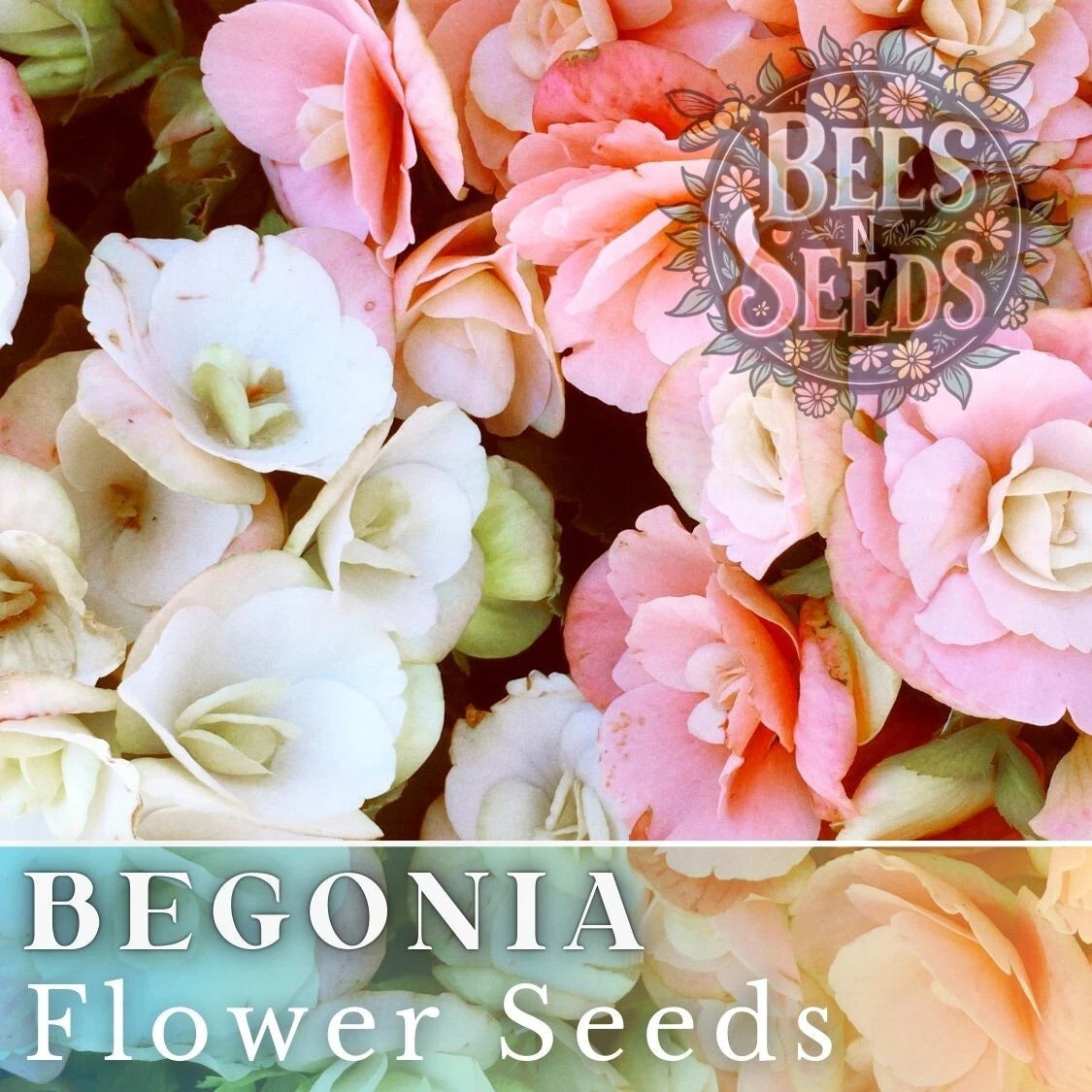 Begonia Seeds, Blush Bouquet Mix, Non-GMO, 45 or 125 Seeds, Flower Seeds, Ideal for Gardens and Containers
