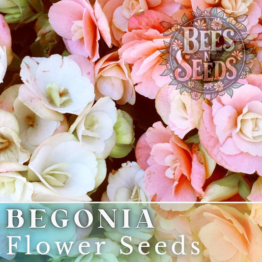 Begonia Seeds, Blush Bouquet Mix, Non-GMO, 45 or 125 Seeds, Flower Seeds, Ideal for Gardens and Containers