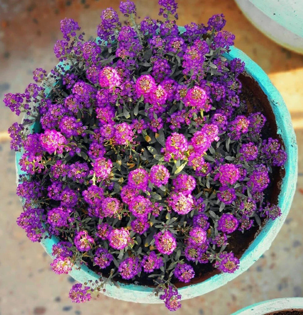 Sweet Alyssum Seeds - 100 Count - Purple Violet - Easy Grow (Lobularia maritima)