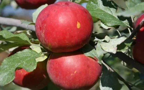 25+ Novaspy Apple Seeds for Garden Planting - Malus domestica - Heirloom Variety - USA - Free Shipping