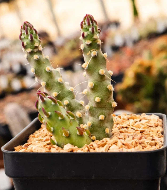 Austrocylindropuntia Verschaffeltii Cactus Succulent Plant - 2 Inch Garden Decor, Drought-Tolerant Houseplant