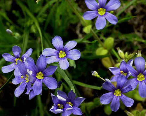100 Seeds Western Blue-Eyed Grass Perennial (Sisyrinchium bellum) - GroCo USA
