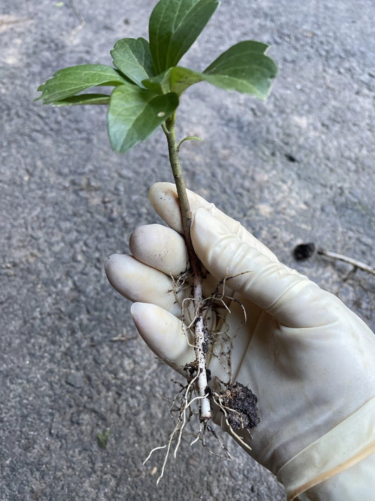 Japanese Pachysandra Bare Root Plants - 30 Count - Ground Cover - Pachysandra terminalis