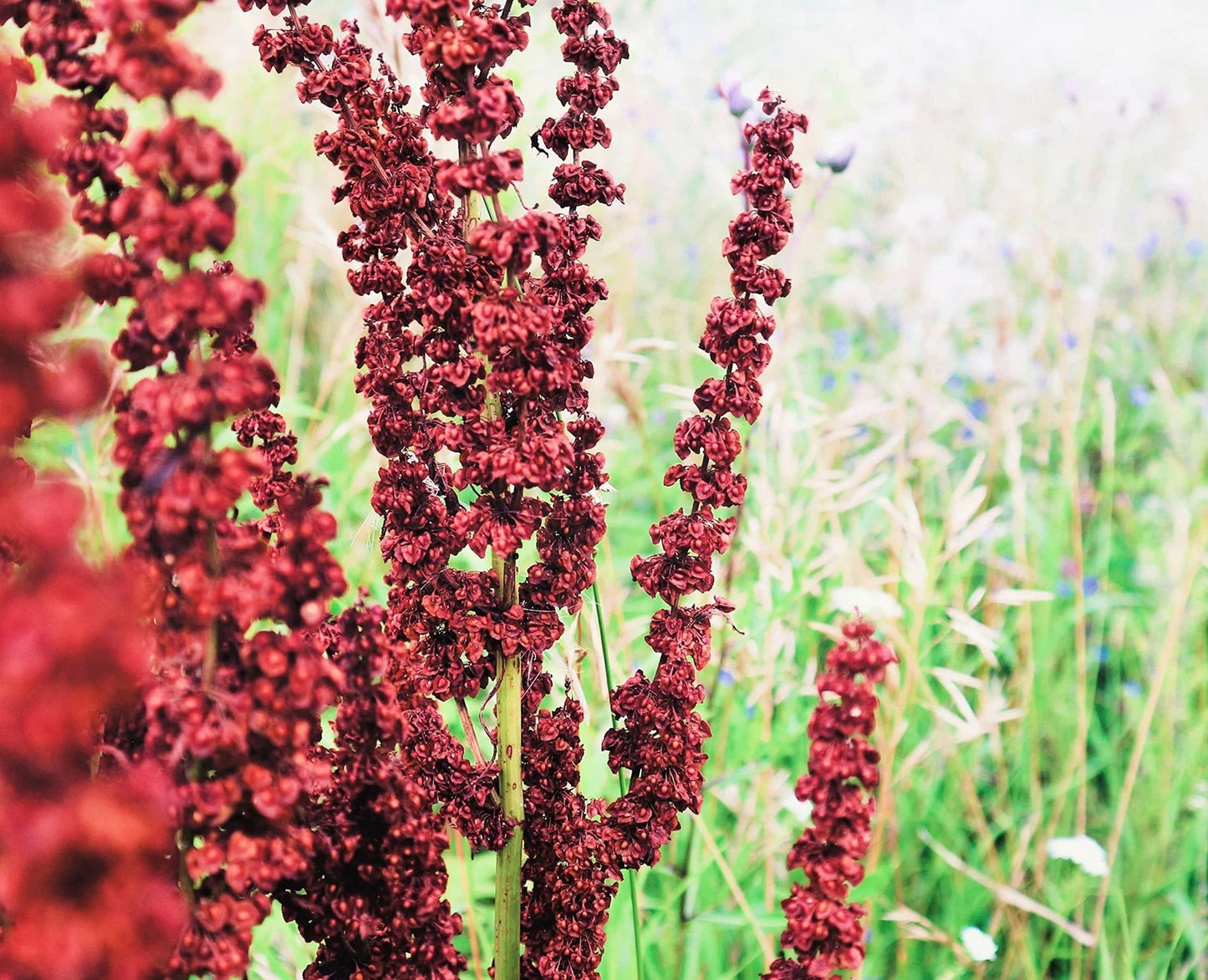 Cactusweed Seeds 50 Count - Curly Dock Seeds, Rumex crispus, Perennial Wildflower for Planting