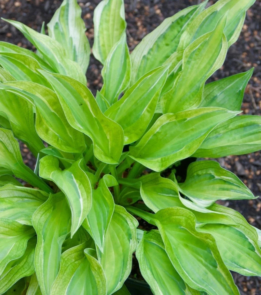 Bare Root Hosta Plant - Yellow Polka Dot Bikini - Green with Yellow Dots - Hosta 'Yellow Polka Dot Bikini' - Zones 3-9