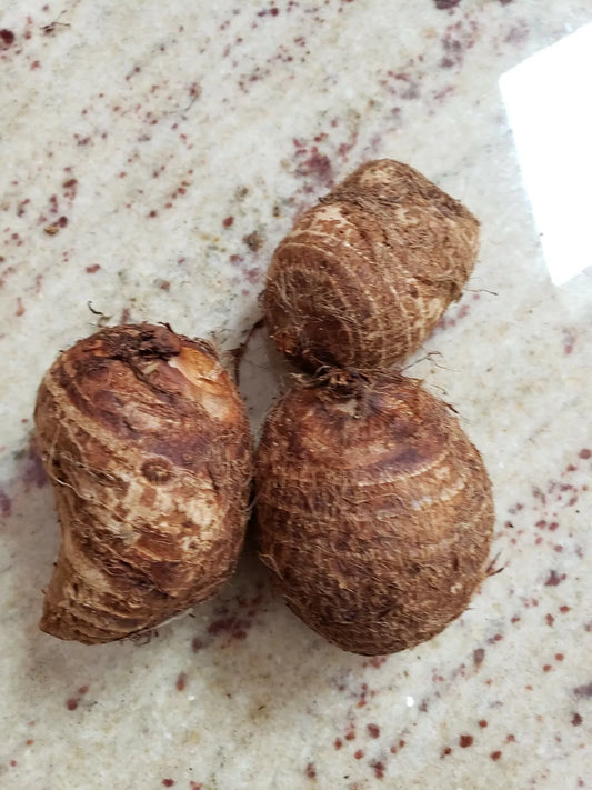 20 LIVE Colocasia Esculenta Elephant Ear Taro Bulbs - Fresh Gabi Kalo Eddo for Tropical Gardens, Edible Plant, Fast Growth