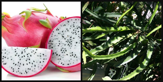 15 Unrooted 8" Cuttings - White Flesh Dragon Fruit Plant Vine - Pitahaya Hylocereus