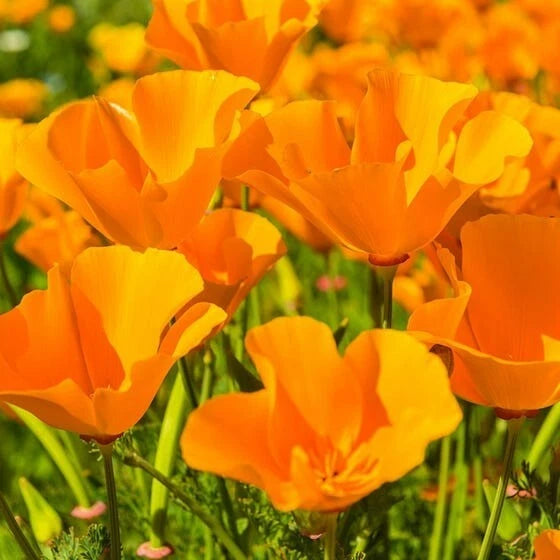 Giant Orange California Poppy Seeds - Sun Gold Poppies - Flower Seed ...
