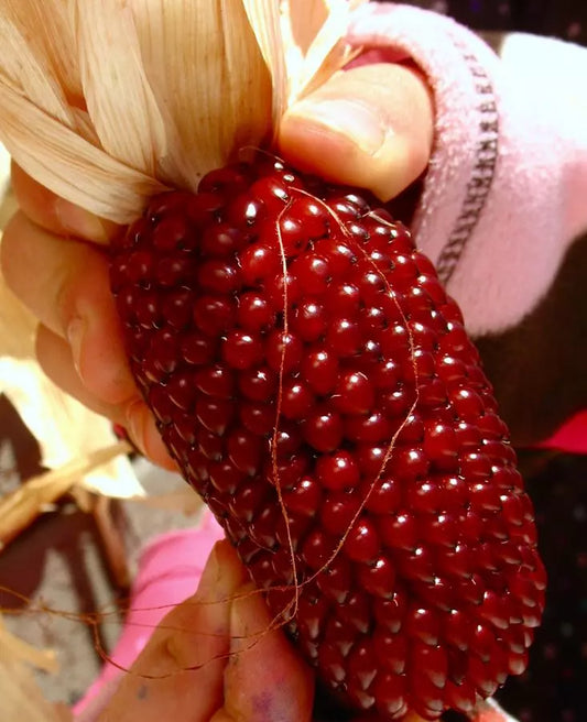 1000+ Strawberry Ruby Corn Seeds - Organic Heirloom Popcorn - Sweet & Rare - Zea Mays Everta