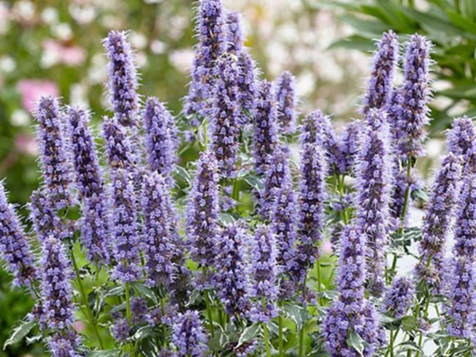 Agastache Rugosa Crazy Fortune Plug - Aromatic Herb Seedlings - Ready to Grow - Perennial Herb for Gardens