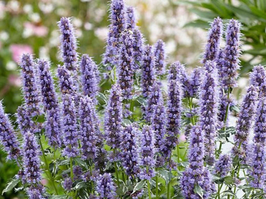 Agastache Rugosa Crazy Fortune Plug - Aromatic Herb Seedlings - Ready to Grow - Perennial Herb for Gardens