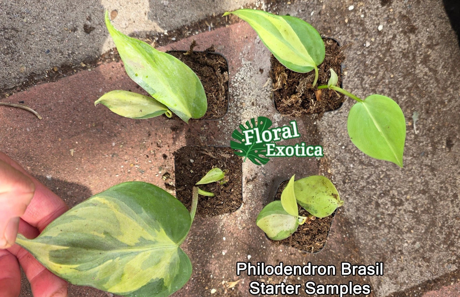 Philodendron Brasil Starter Plants - Rooted Nodes - Easy Care Houseplant - Philodendron hederaceum