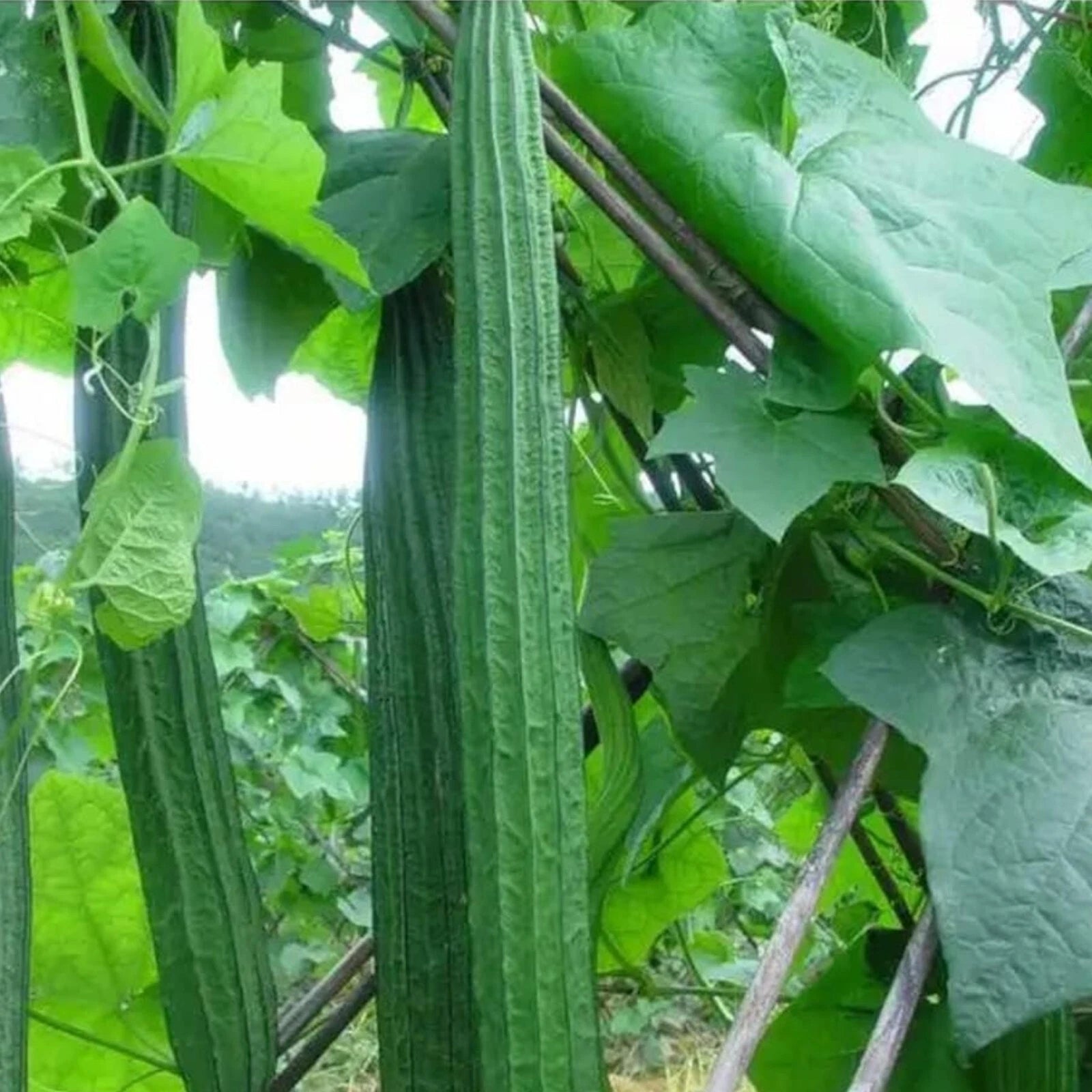 Ridged Sponge Gourd Seeds - 20pcs Angled Luffa Heirloom Vegetable Seeds for Home Gardening