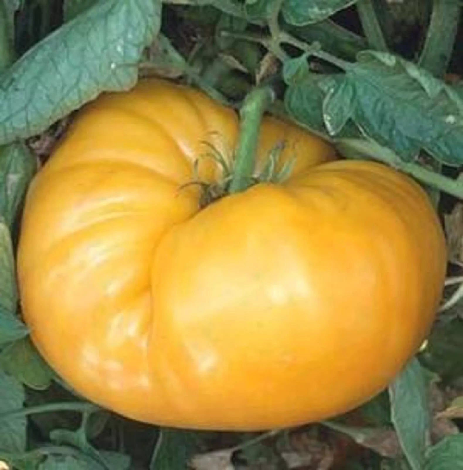 Kentucky Beefsteak Tomato Seeds 50+ Indeterminate Garden Vegetable Solanum lycopersicum