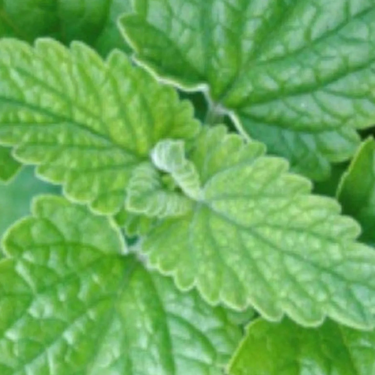 Catnip Seeds | NON-GMO | Fresh Herb Perennial Seeds | Nepeta cataria