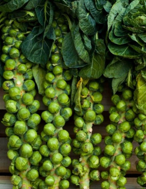 Brussel Sprout Seeds - 500 Count, Long Island Improved, Non-GMO, Compact Variety, Brassica oleracea