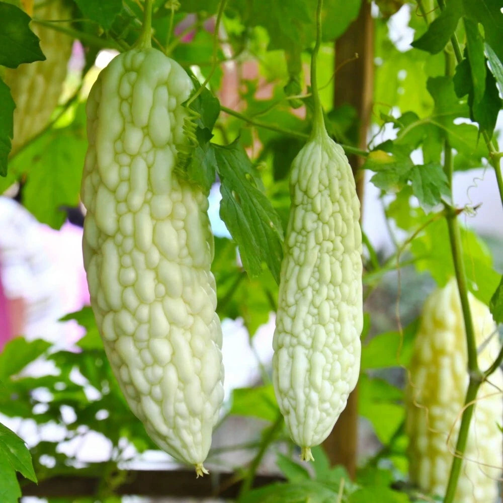 Live White Bittermelon Plant – 8" Tall in 4" Pot – Rare Garden-Ready Variety – Momordica charantia