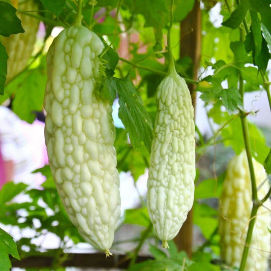 Live White Bittermelon Plant – 8" Tall in 4" Pot – Rare Garden-Ready Variety – Momordica charantia