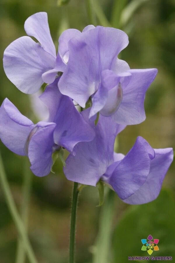 Blue Wonder Sweet Pea Seeds - 50+ Pack - Garden Planting - Lathyrus odoratus - USA