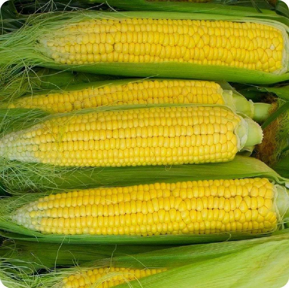 Early Golden Bantam Corn Seeds 25 Ct Heirloom Yellow Sweet Vegetable - Zea mays