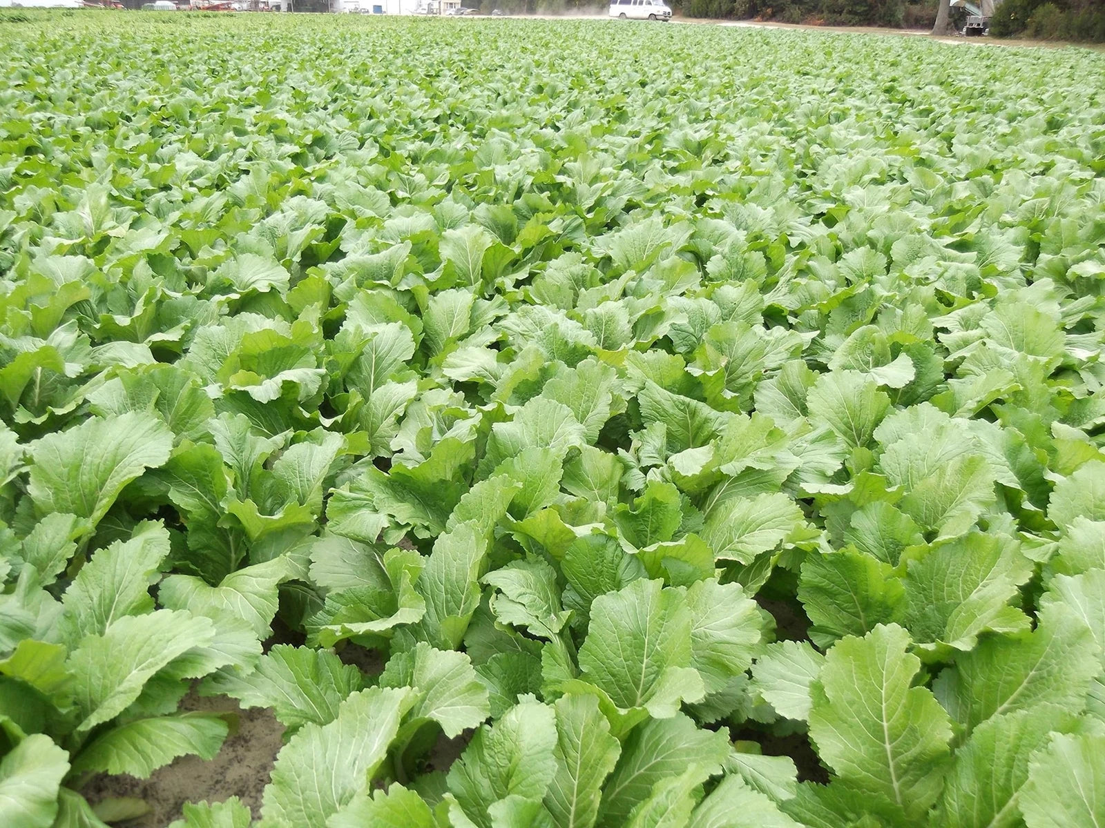 Florida Broadleaf Mustard Greens Seeds | Fast Growing | Heat & Cold Tolerant | Non-GMO