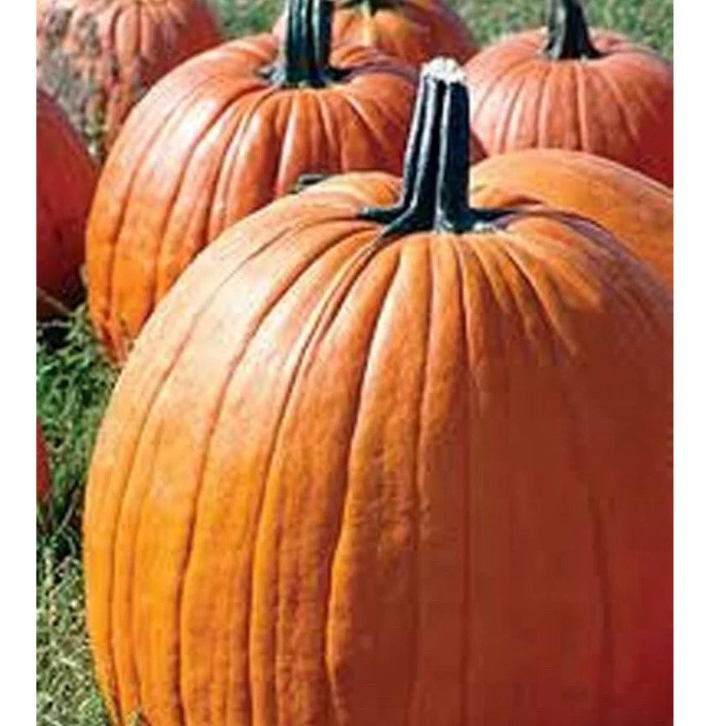 Big Max Pumpkin Seeds - 15+ Heirloom Organic Seeds - Cucurbita maxima - Perfect for Home Gardens