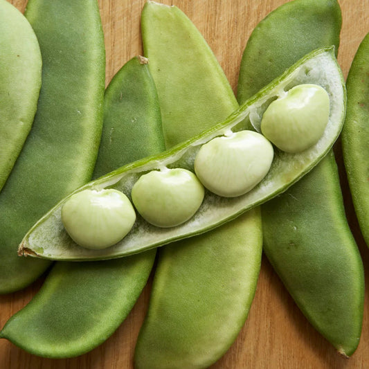 Fordhook 242 Lima Bean Seeds - AAS Winner Large Pods - Drought Resistant - Phaseolus lunatus