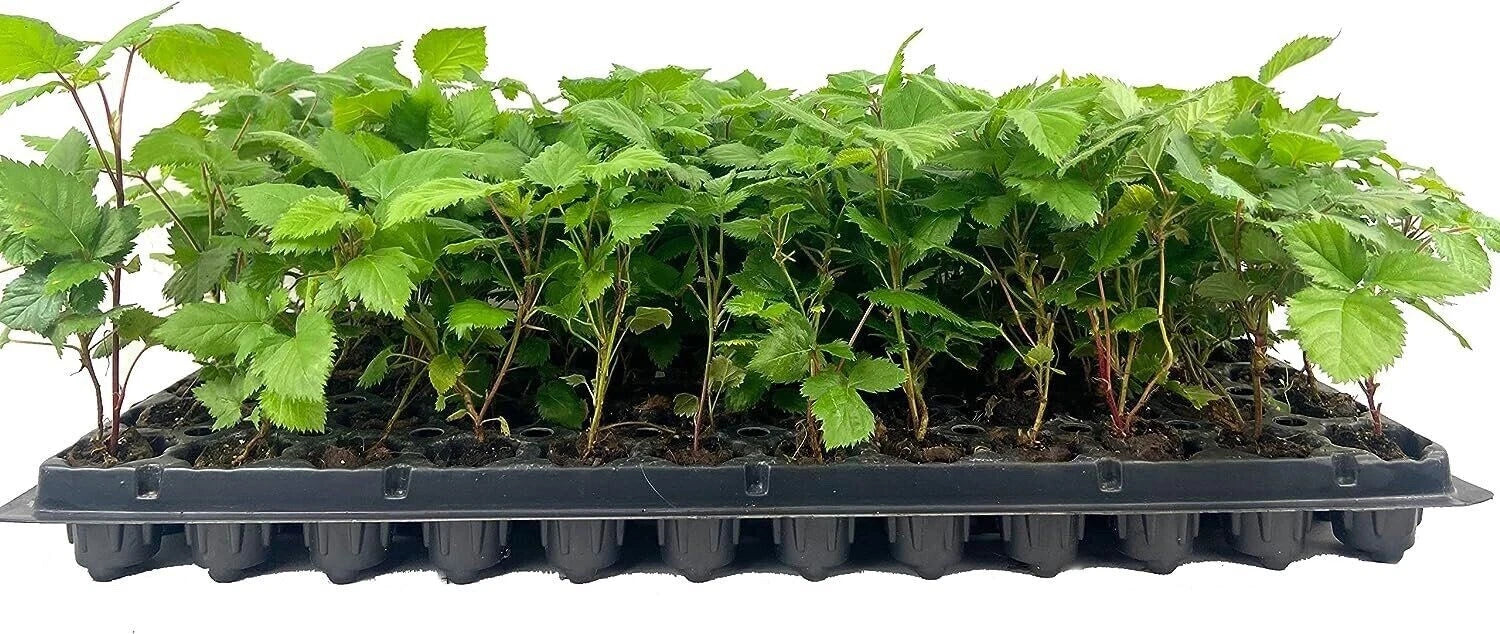 10 Bare Root Thornless Blackberry Plants, Apache Variety (Rubus), Fruit Starter Shrubs for Garden or Landscape