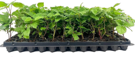 10 Bare Root Thornless Blackberry Plants, Apache Variety (Rubus), Fruit Starter Shrubs for Garden or Landscape