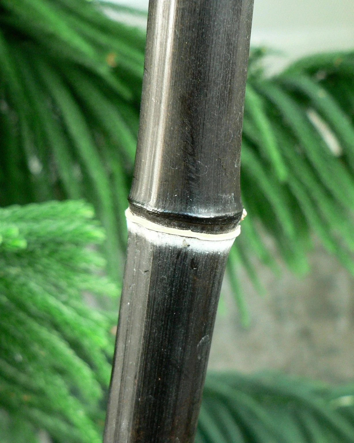 Black Bamboo Plant - 1 Gallon - Phyllostachys Nigra - Lush Foliage, Not Just a Root Ball