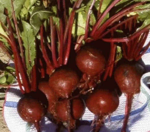 25 Fresh Heirloom Detroit Dark Red Beet Seeds | Beta vulgaris | Non-GMO, Organic Vegetable Seeds, Free USA Shipping