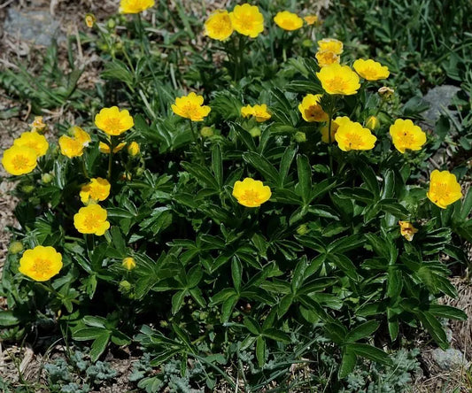 Aurea Potentilla Perennial Seeds 5000 Count - Potentilla Aurea