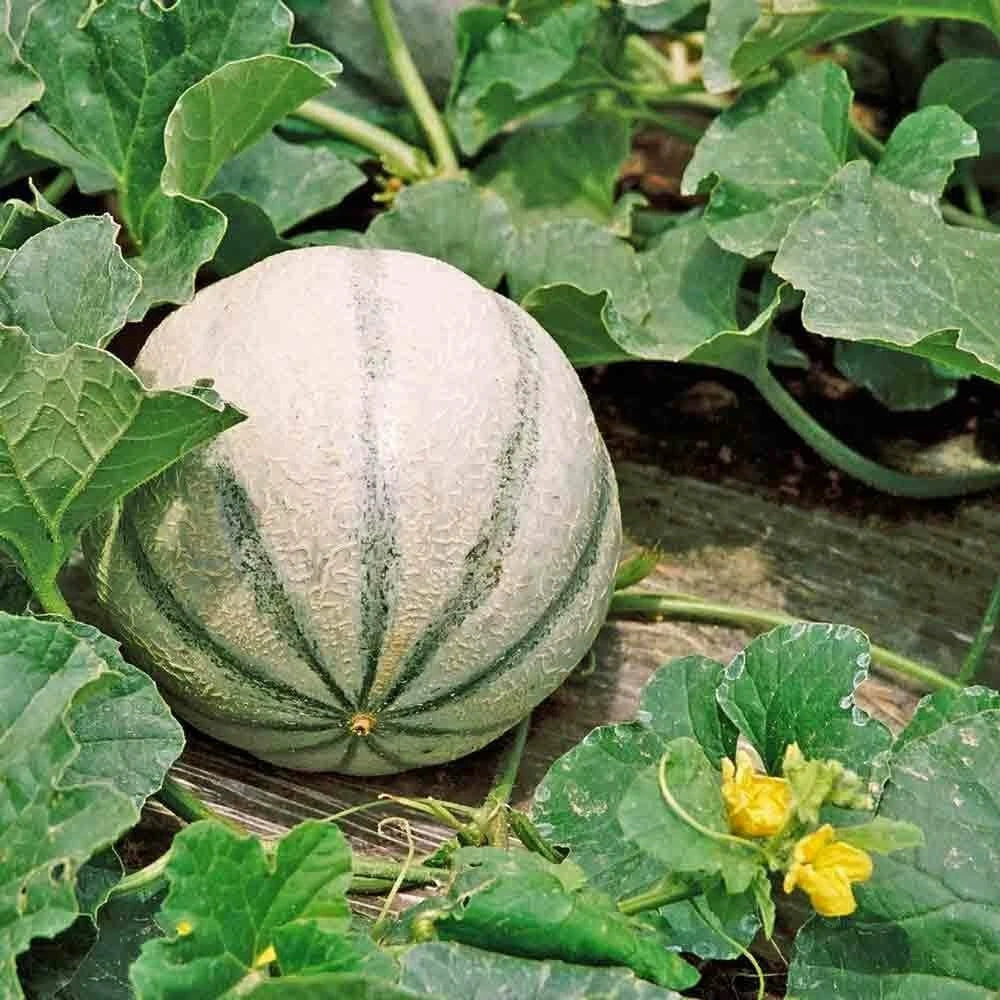 Charentais Melon Seeds - Heirloom Non-GMO Variety - Cucumis melo - Seed Store - Free Shipping