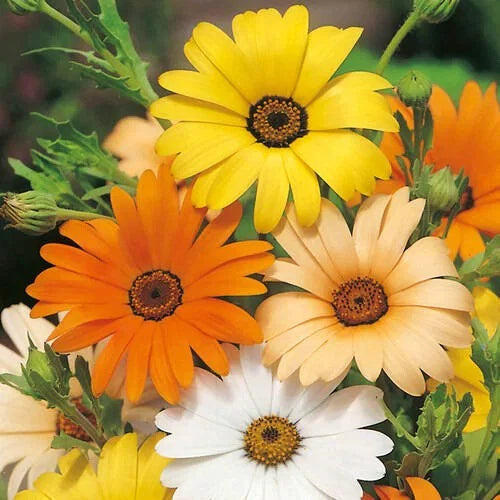 African Daisy Seeds | Heirloom Non-GMO Flower Seeds | Dimorphotheca | Easy to Grow, Colorful Blooms