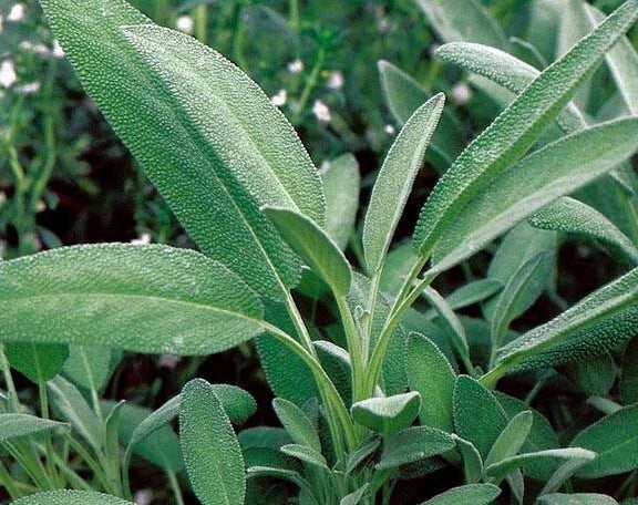 Broadleaf Sage Seeds - 50+ Kitchen Sage, Common Sage, Garden Sage, Perennial Herb - Salvia officinalis - USA