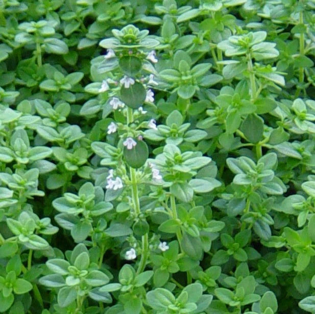 Common Thyme Seeds 1000+ Herb Groundcover Perennial, German Winter Variety, Free Shipping, Thymus vulgaris