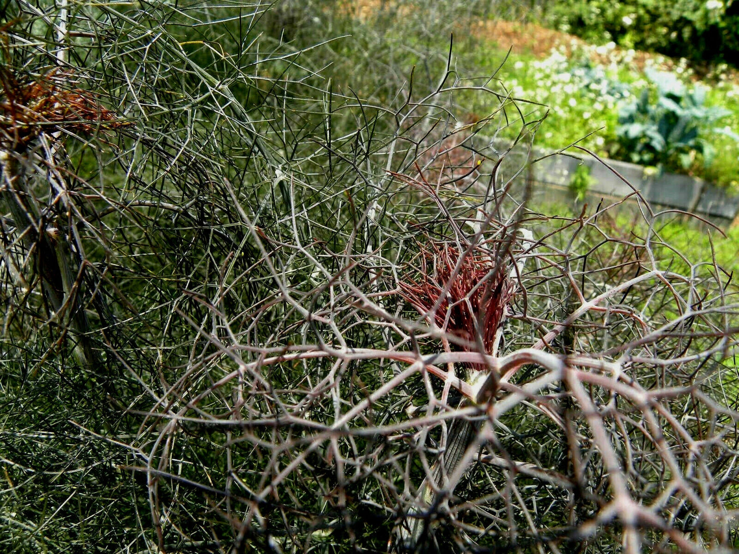 Bronze Fennel Seeds 100 Seeds Dark Purple Fern-Like Foliage Licorice Flavor Herb (Foeniculum vulgare 'Purpureum')