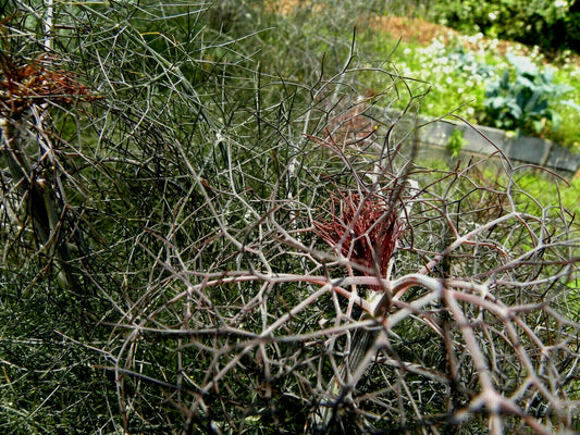 Bronze Fennel Seeds 100 Seeds Dark Purple Fern-Like Foliage Licorice Flavor Herb (Foeniculum vulgare 'Purpureum')