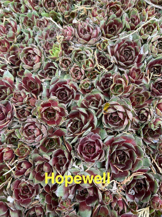 10 Live Hardy Hens and Chicks Succulents, Sempervivum, Zone 4-8, Perennial Plants for Garden and Pots, Color Varies