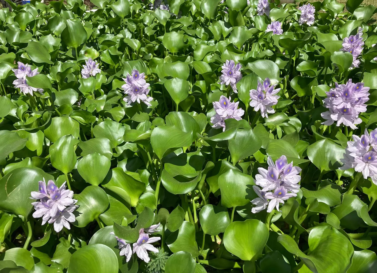 15 Medium Water Hyacinth Pond Plants - Floating Live Aquatic Plants, Eichhornia crassipes, Natural Algaecide for Ponds